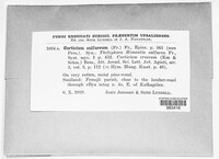 Phlebiella sulphurea image
